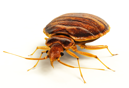 bed-bug-rendering-front